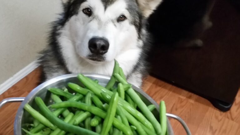Can Dogs eat canned green beans