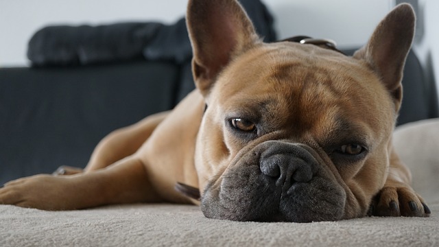 A French Bulldog relaxing