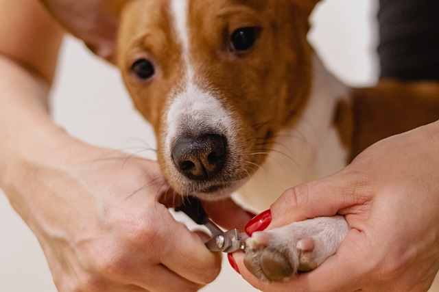 how to cut an uncooperative dogs nails