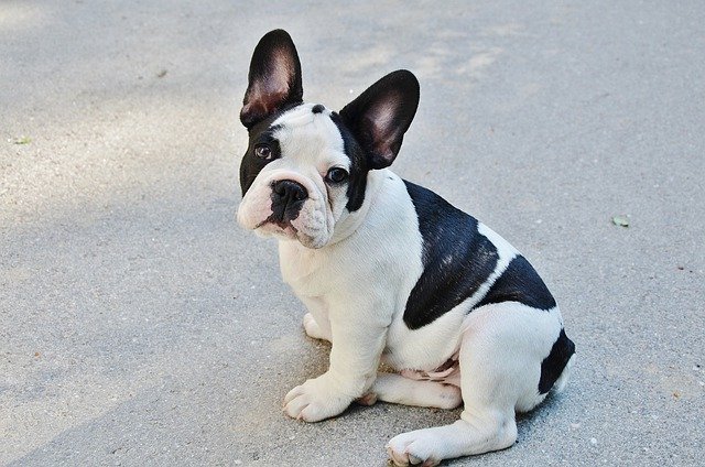 white and black french bulldog sitting on the road
