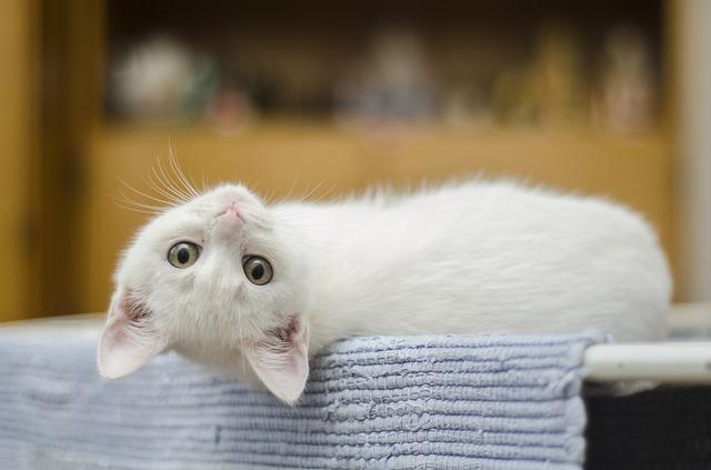 white kitten looking upside down