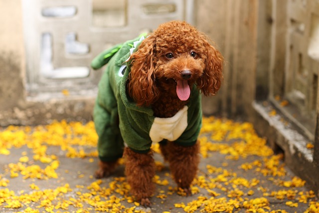 a full grown brown toy poodle in the autumn leaves