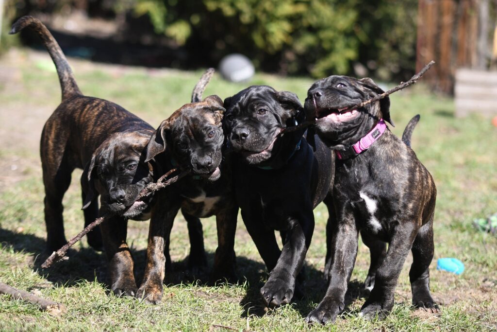 Four Cane Corso puppies carying a stick