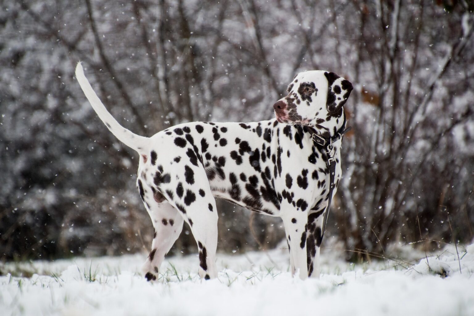 The Husky Dalmatian Mix - A Rare But Beautiful Dog