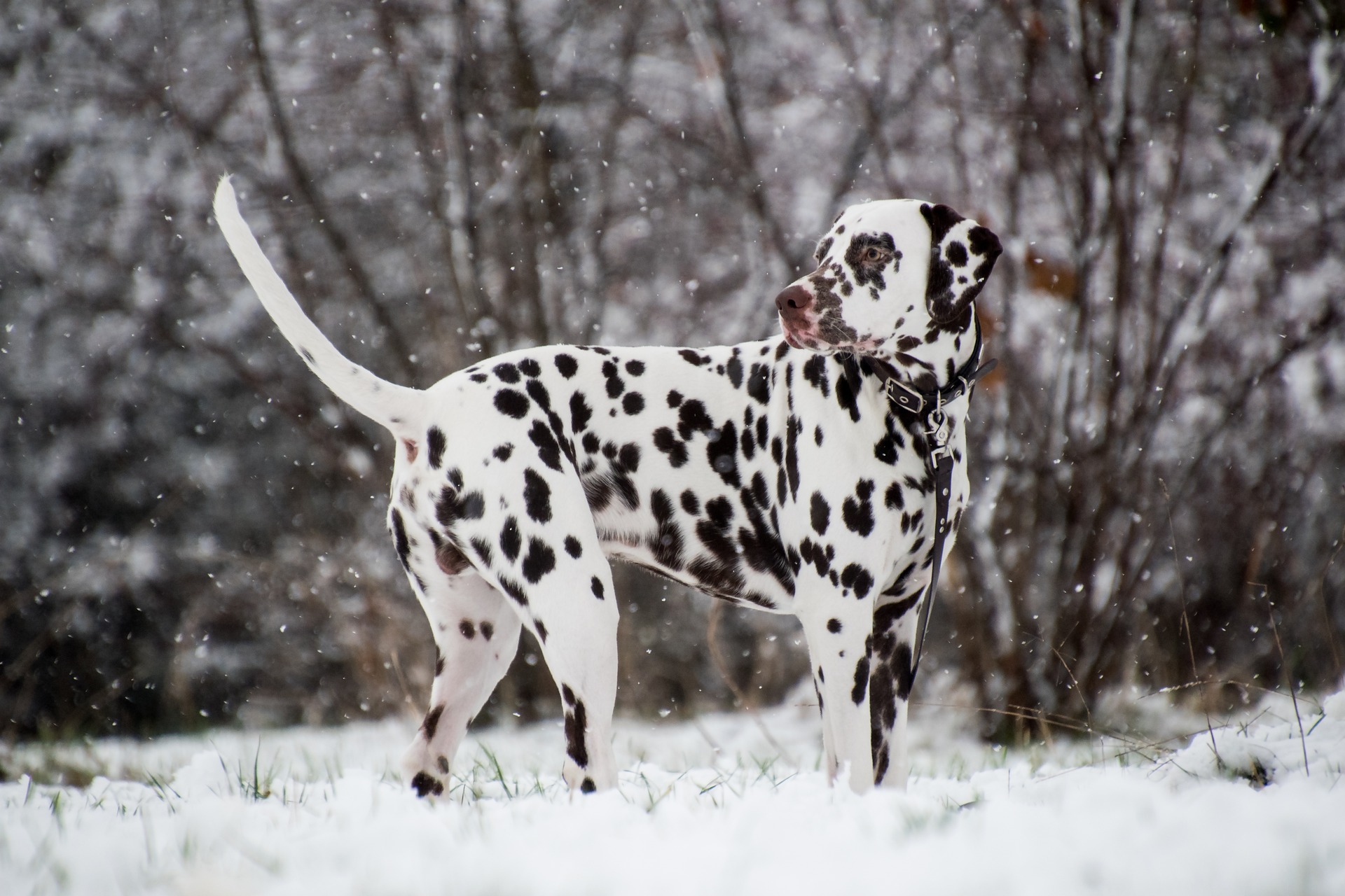 Dalmatian standing in the snow