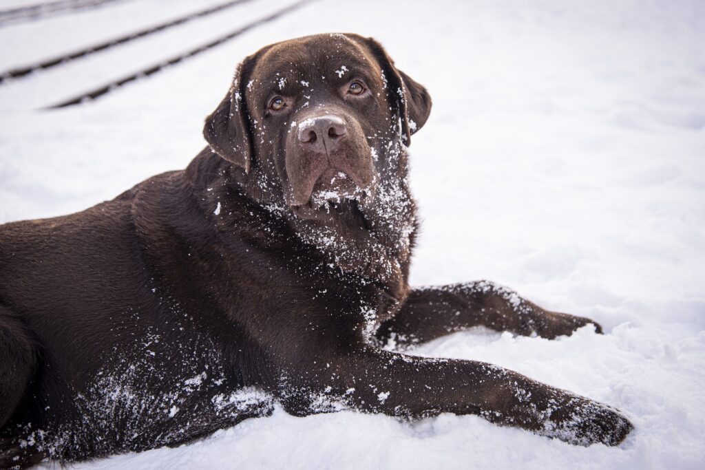 Brown Labrador in the snow