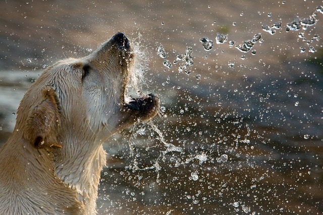 Golden Retriever playing in the water