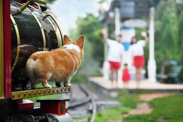 Corgi with docked tail on a train looking at its family