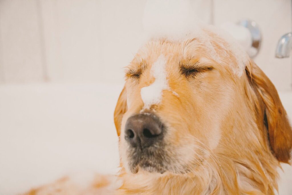 Golden Retriever enjoying a bath