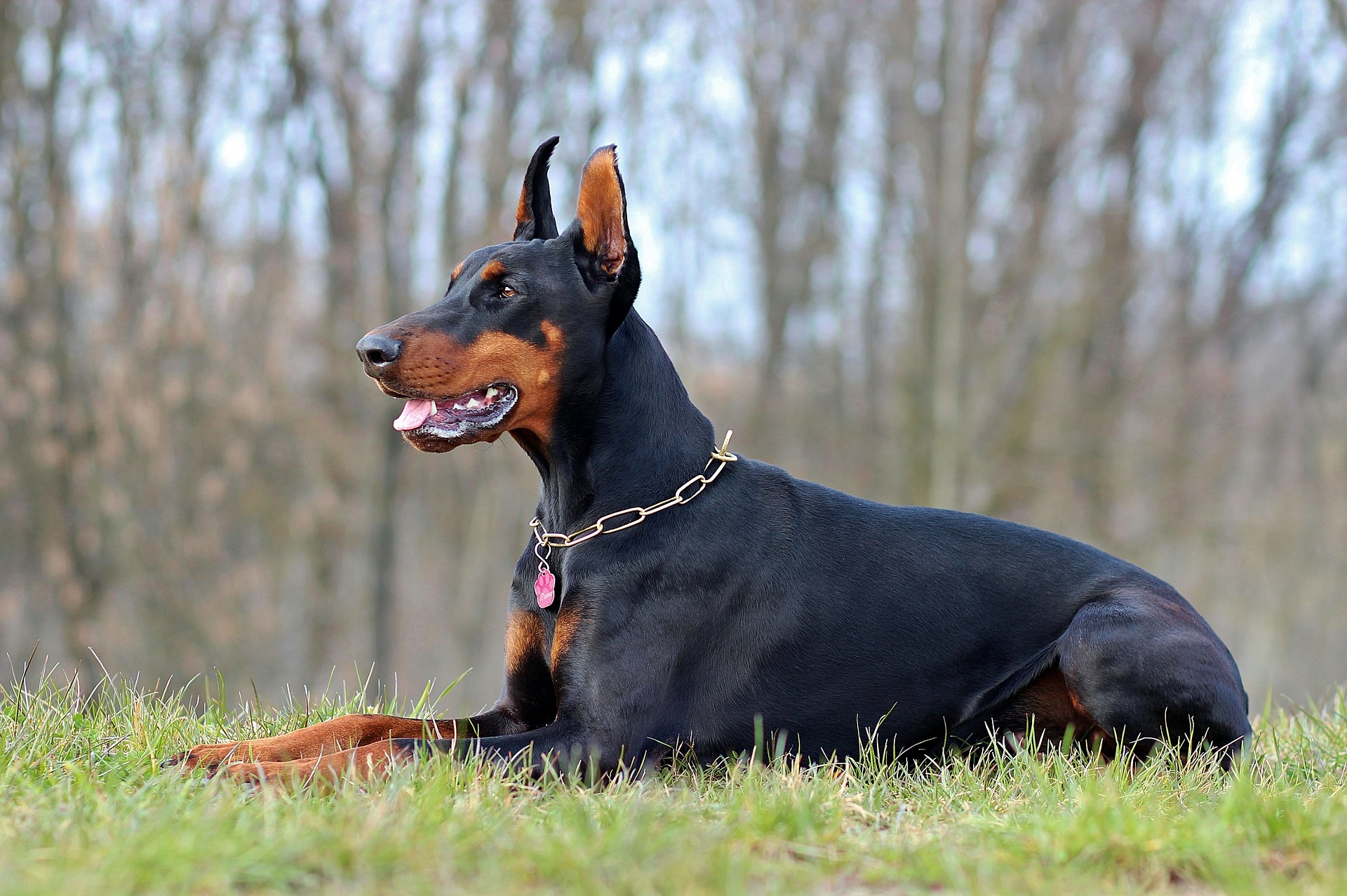 Doberman shedding and lying in the field