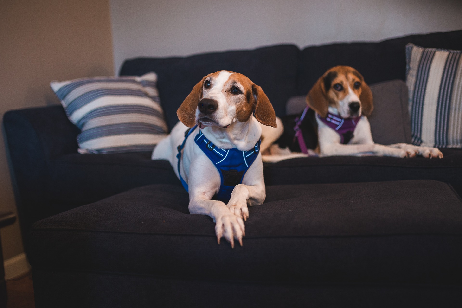 Beagle vs Basset Hound