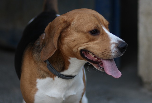 A Beagle smiling
