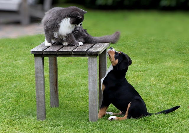Beagle and cat playing