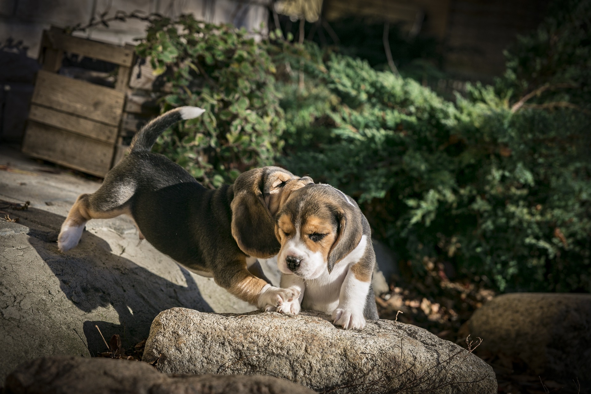 Beagle vs foxhound puppies