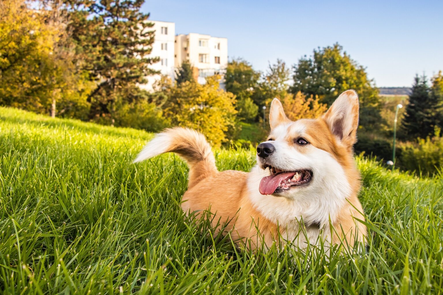 A Complete Guide To The Corgi Heat Cycle Tips a-complete-guide-to-the-corgi-heat-cycle-tips