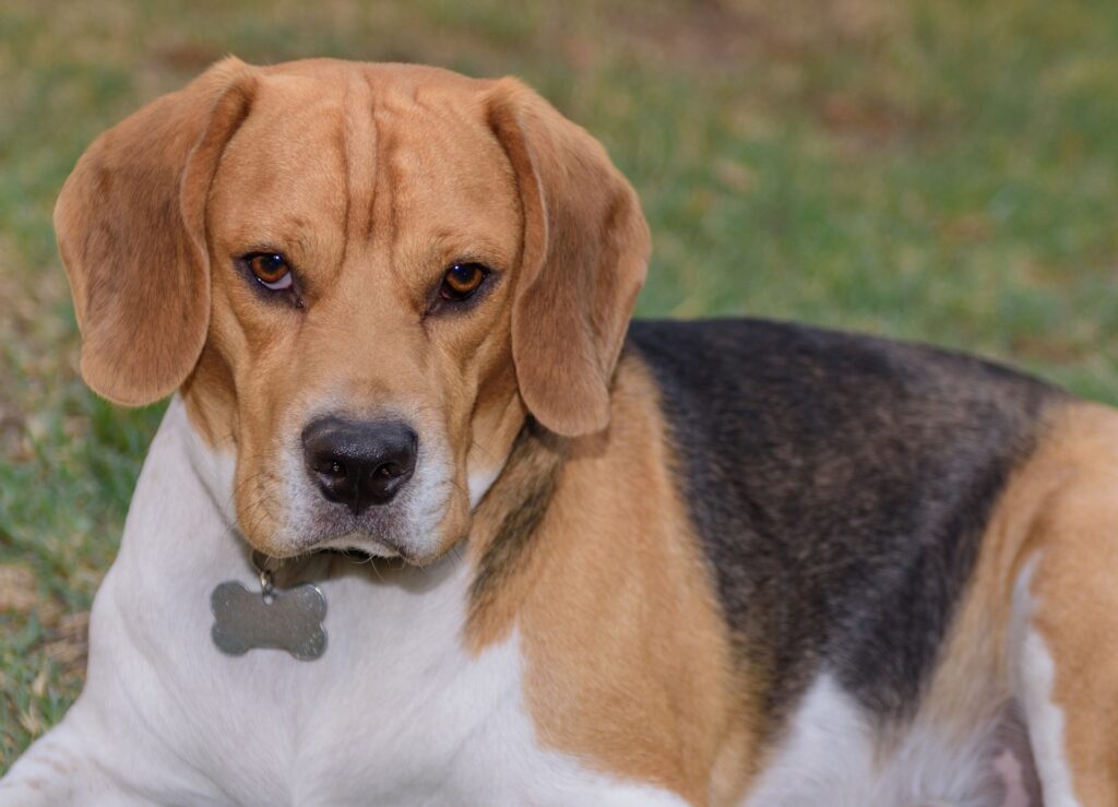 Beagle looking angry