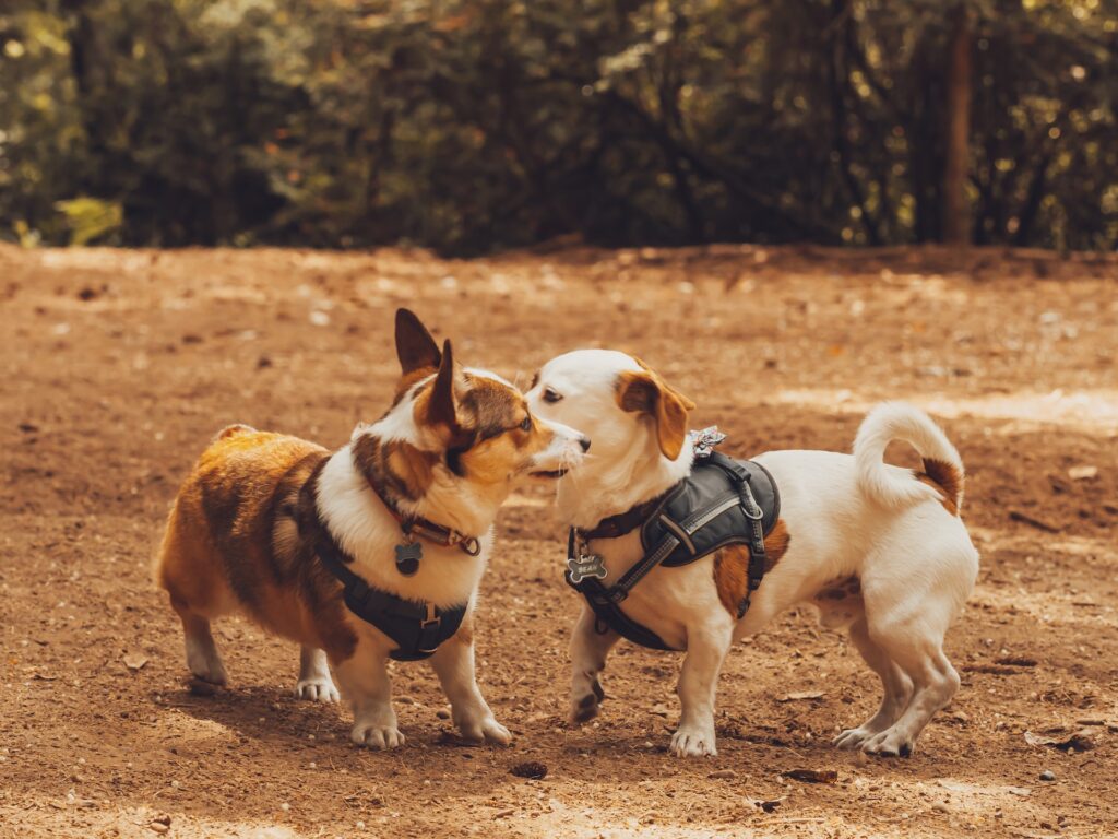 Beagle vs Corgi playing in the park