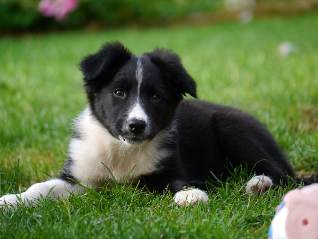 The Miniature Border Collie: A Small But Fascinating Dog
