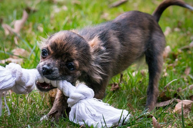 A Chihuahua pulling on a rope toy
