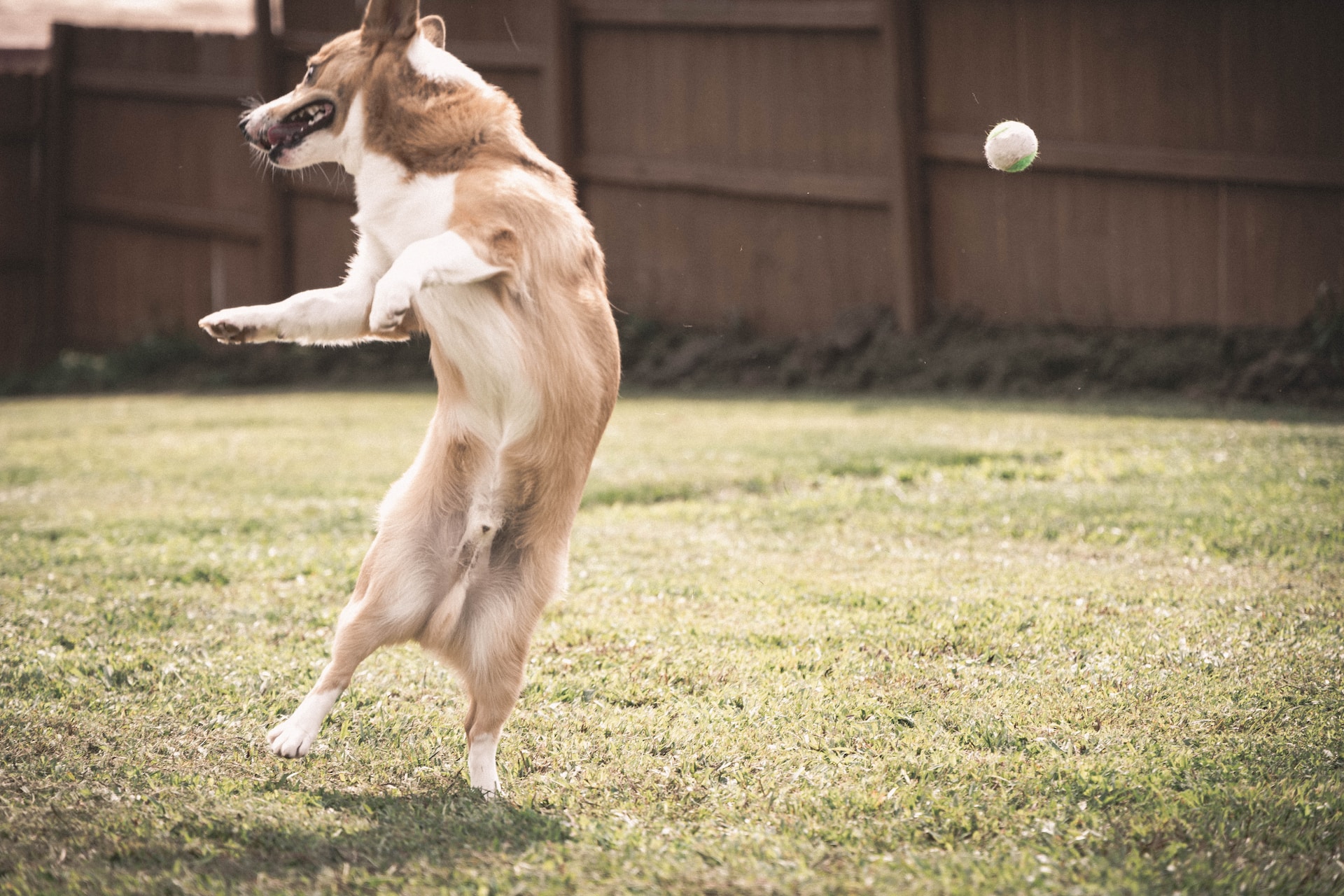 Why Are My Dogs Balls Black Ultimate Guide To Canine Health