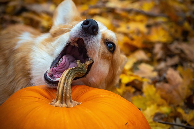A Corgi eating a pumpkin