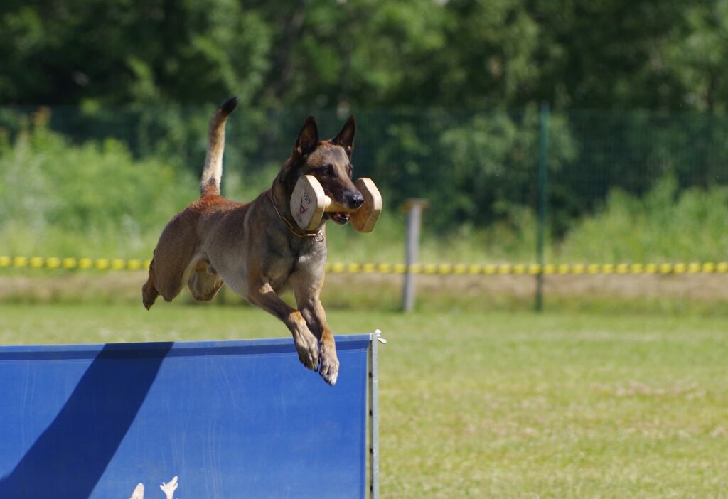 Belgian Malinois jumping over obstacle with dumbell in its mouth