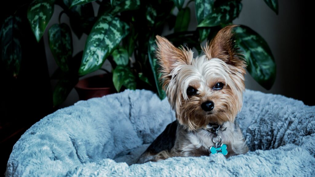 Yorkshire Terrier sitting in its bed
