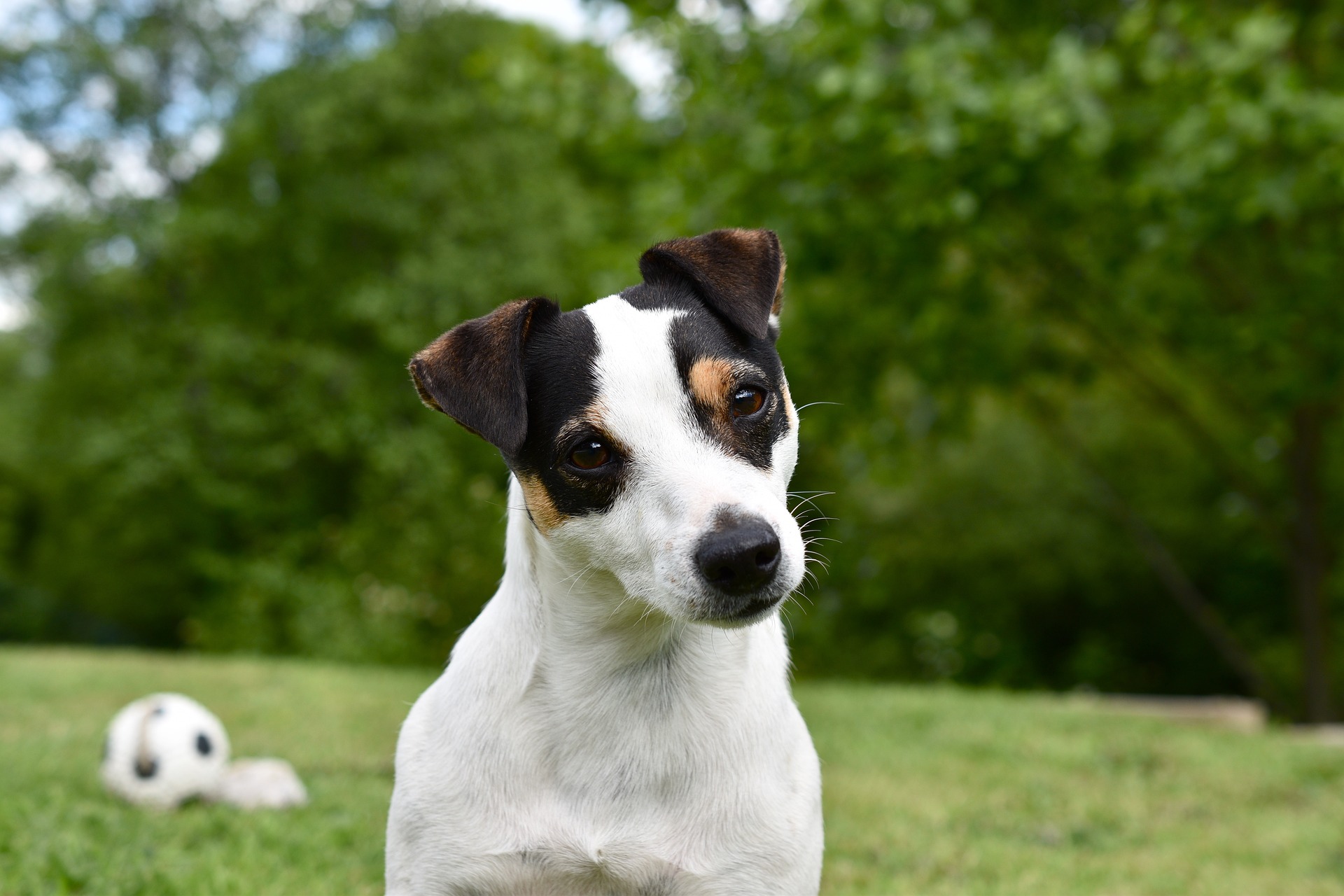 A curious Jack Russell Terrier