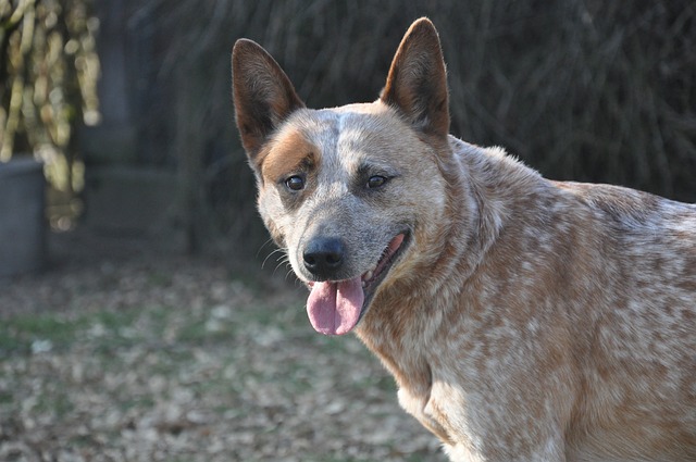 Australian Cattle Dog looking at the camera