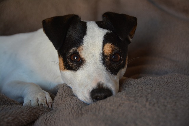 Jack Russell resting on a couch