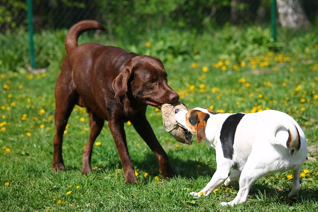 Labrador playing with a Jack Russell