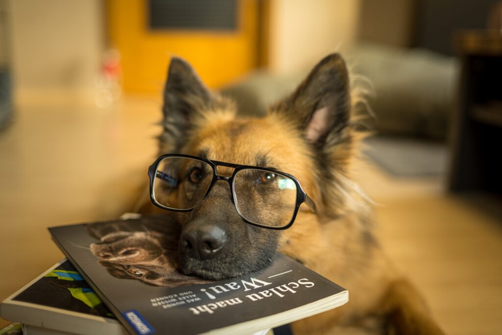 Dog with glasses lying on a book