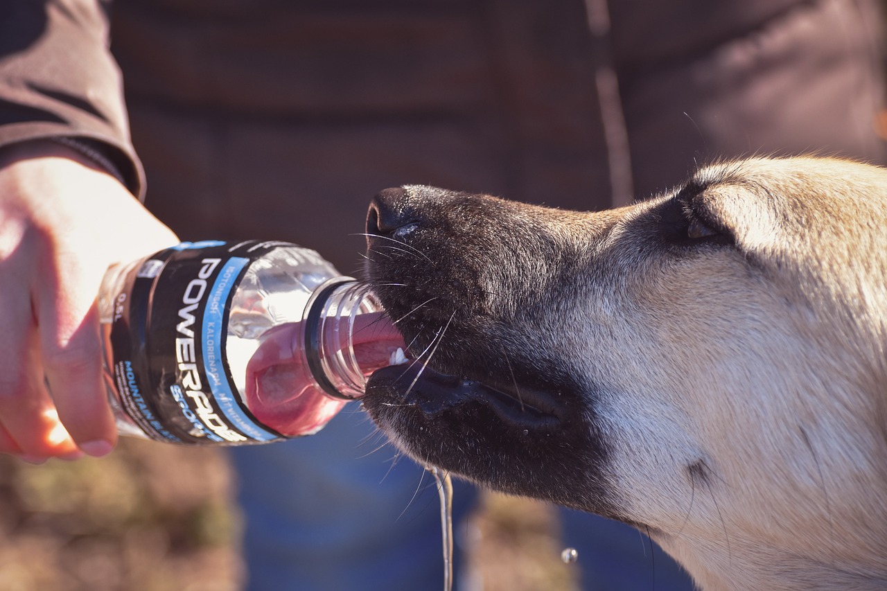 dog drinking Ensure
