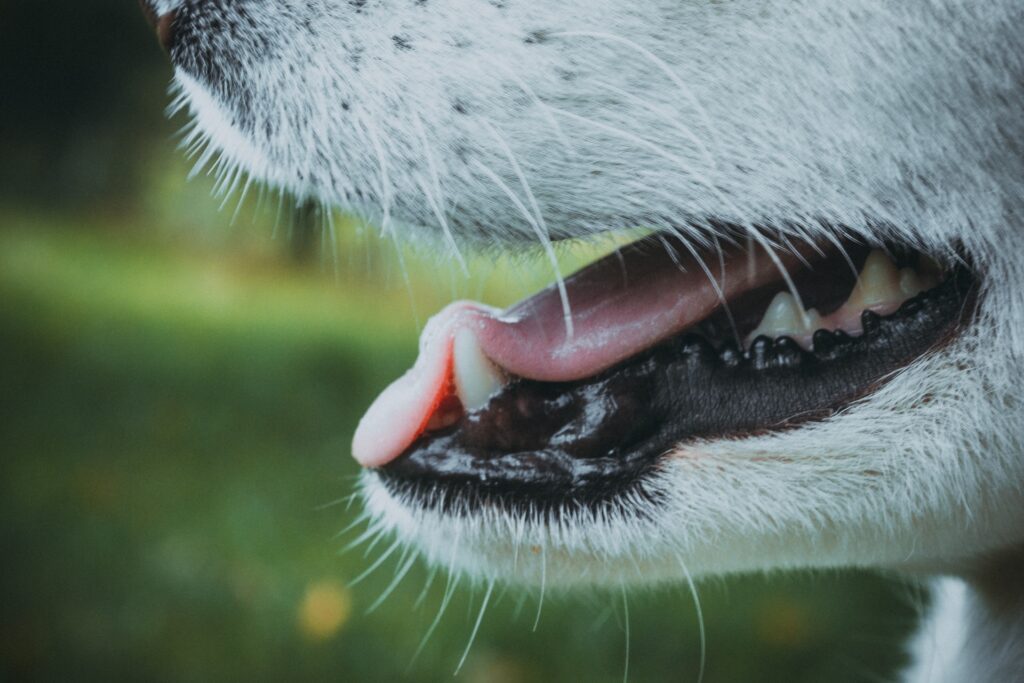 dog holding its mouth slightly open