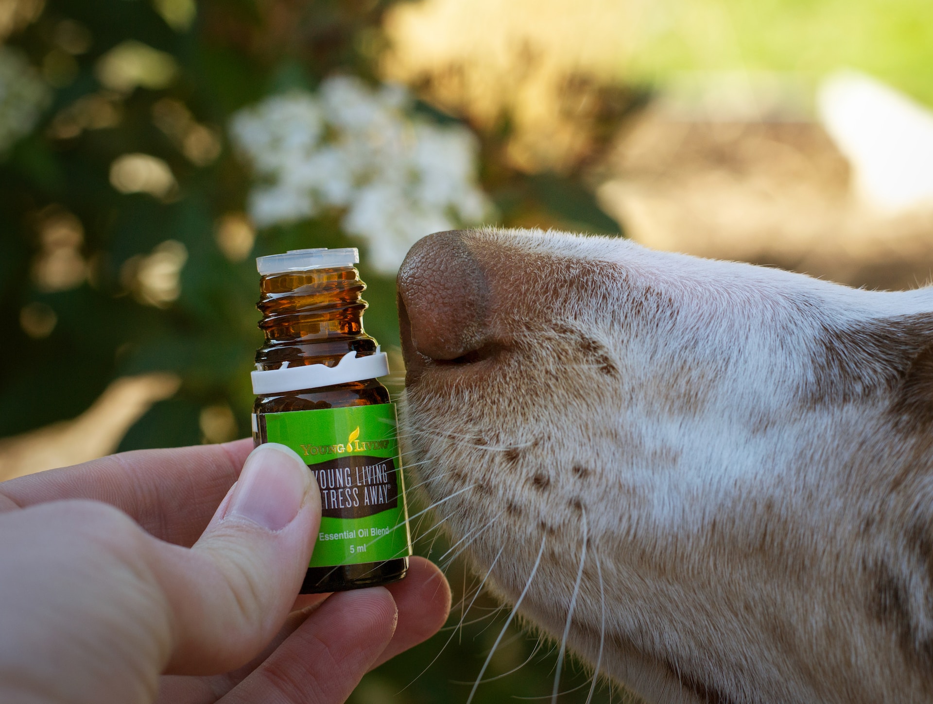 Dog and patchouli oil
