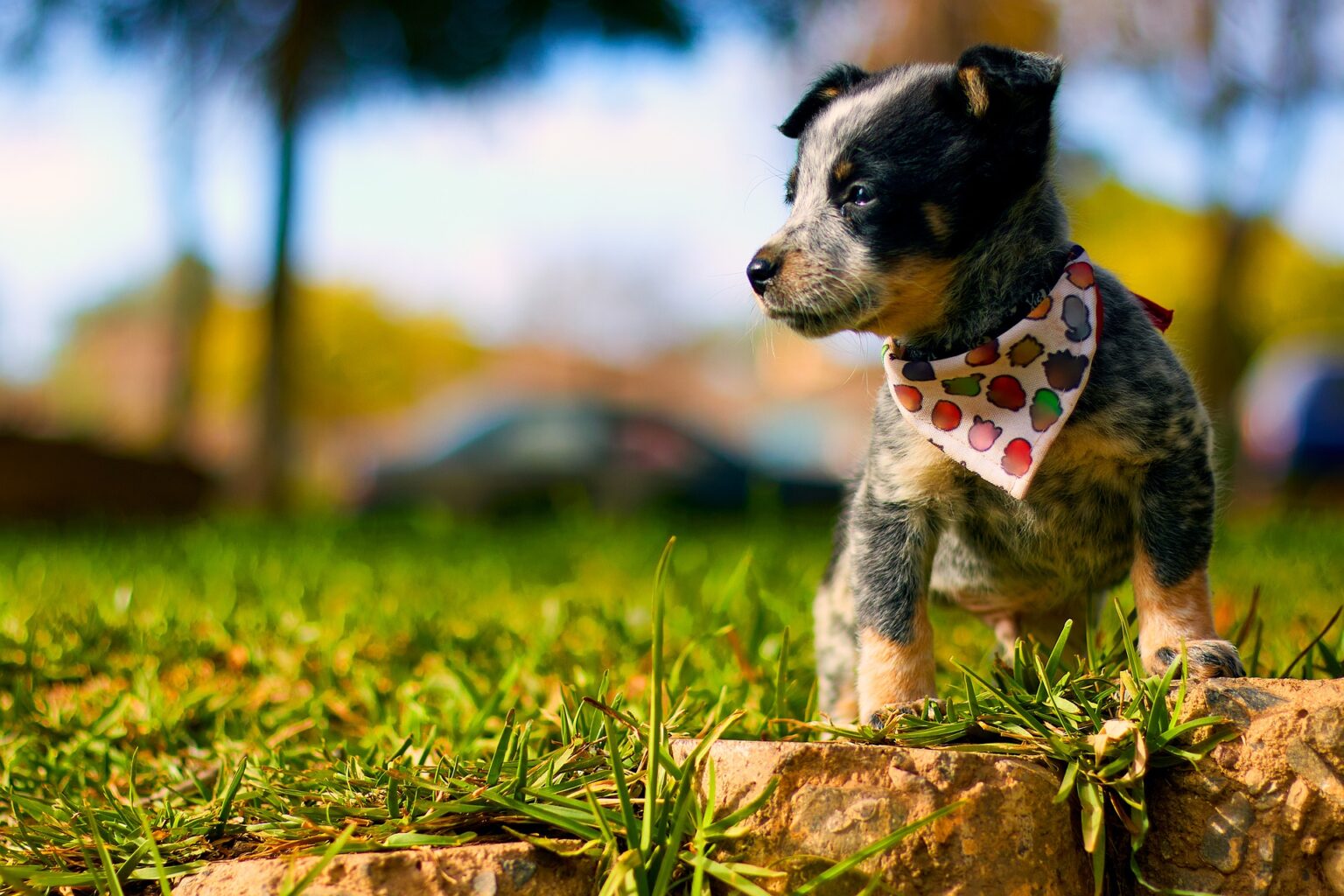 The Fascinating Blue Heeler Pomeranian Mix: Traits and Care