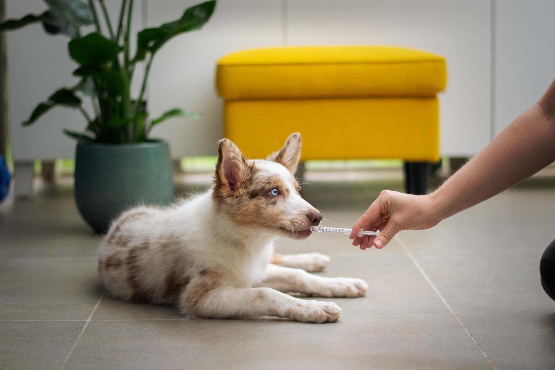 injecting a natural dewormer for dogs into dogs' mouth