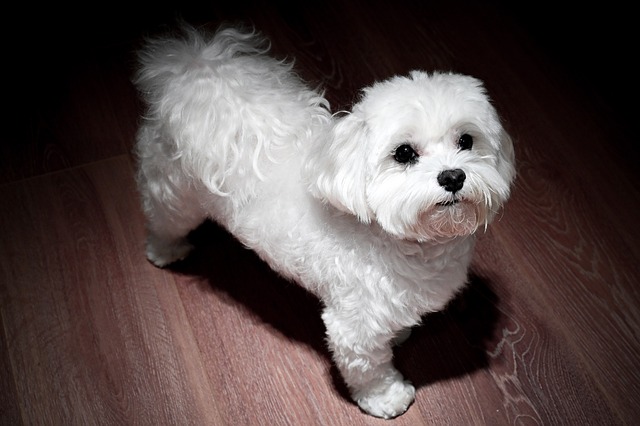 A Maltese with curly hair