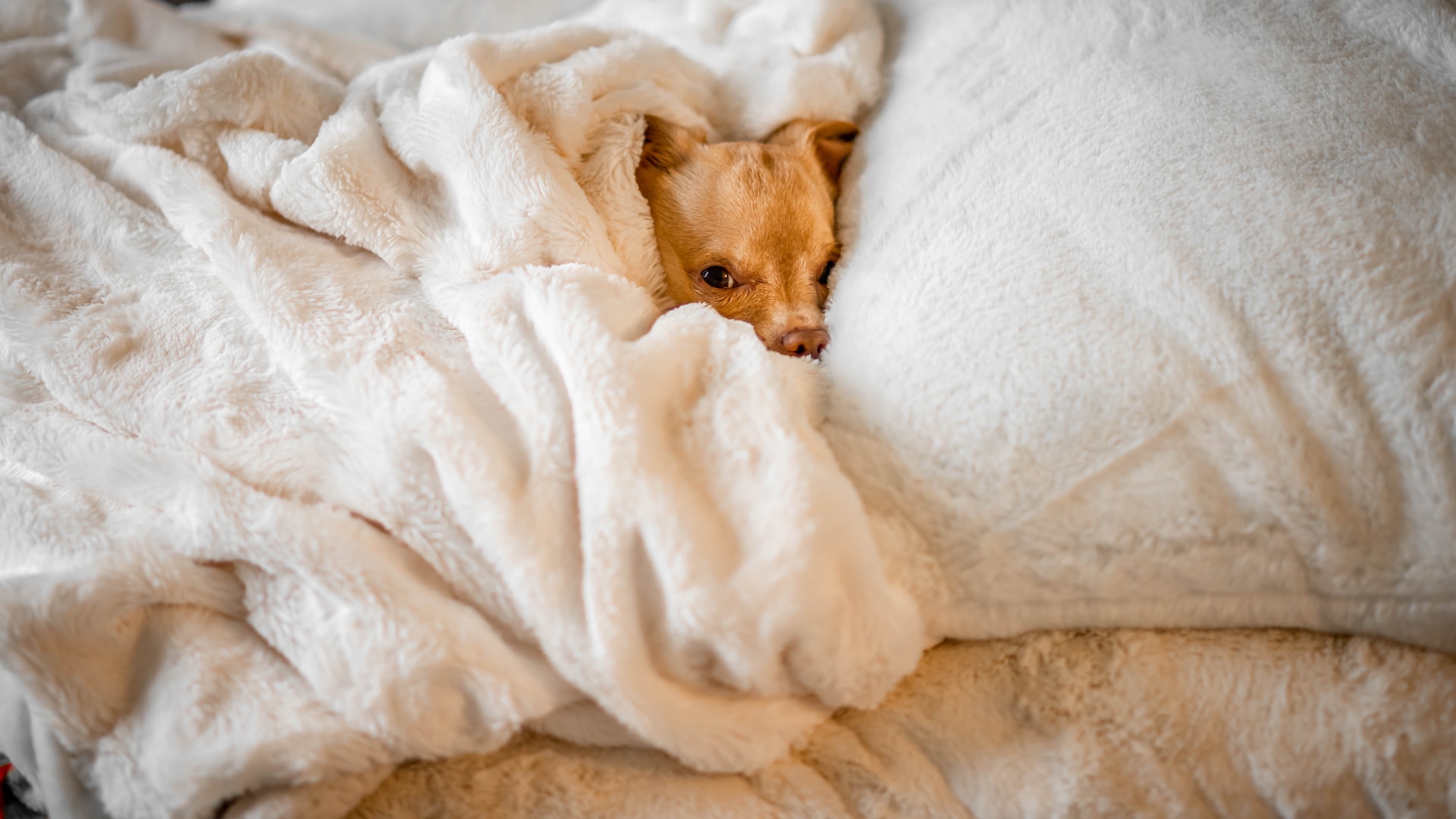 Dog under the covers